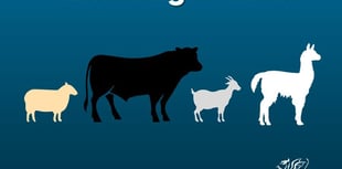 Restrictions in place as bluetongue virus confirmed on farm