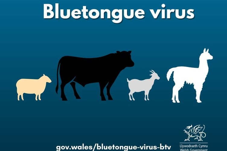 Bluetongue poster