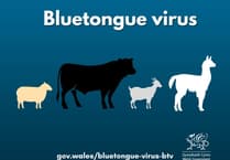 Bluetongue control zone in Chepstow: Latest
