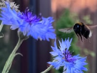 
The plight of the bumblebee! 

