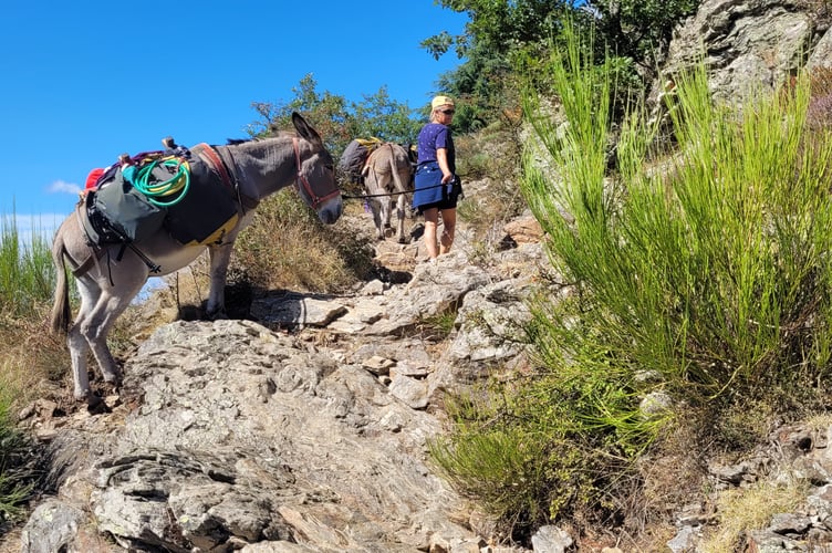 Leading the donkeys