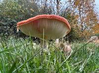 
Autumnal magic at Goytre!