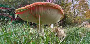 
Autumnal magic at Goytre!