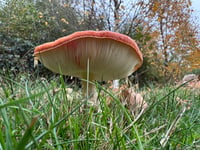 
Autumnal magic at Goytre!