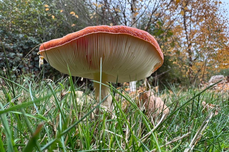 A toadstool!