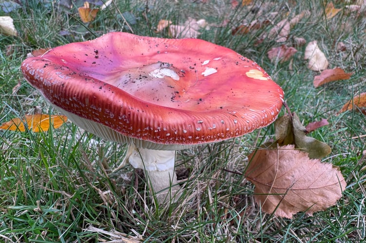 Toadstool