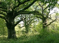 Before Halloween and its witches there were the Druids and Samhain 
