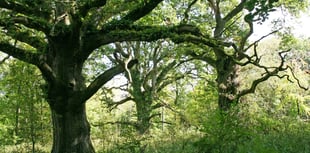 Before Halloween and its witches there were the Druids and Samhain 
