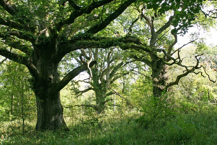 Oak Trees