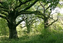 Before Halloween and its witches there were the Druids and Samhain