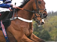 Vincenzo takes second for Thomas in Paddy Power Gold Cup