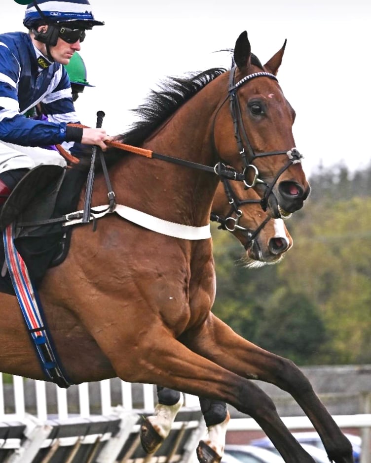 Vincenzo came home second in the £160,000 Paddy Power Gold Cup