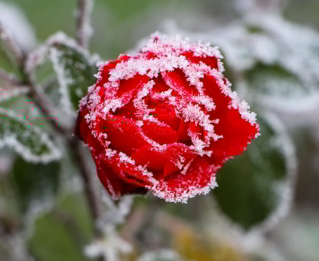 Health board urges residents to check on neighbours in cold snap 