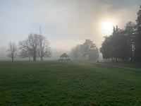 Copper beech in Bailey Park to be felled