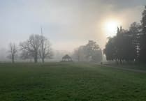 Tree in popular park to be cut down due to severe infection