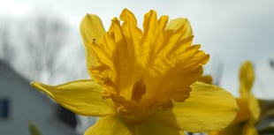Marie Curie needs volunteers for this year’s Great Daffodil Appeal
