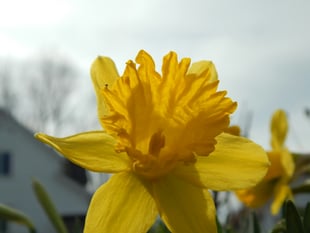 A poem for St David's Day - Monmouth Gold Daffodil