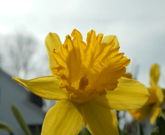 A poem for St David's Day - Monmouth Gold Daffodil