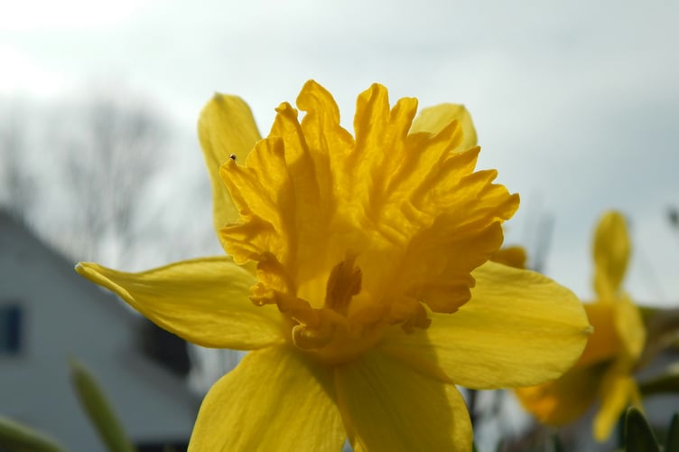 Daffodil