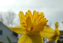Marie Curie needs people to volunteer for this year’s Great Daffodil Appeal