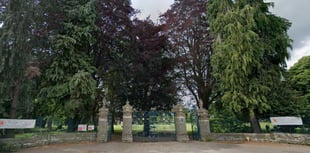 Landmark Bailey Park tree to be felled
