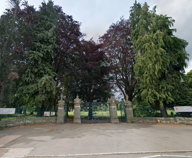 Landmark Bailey Park tree to be felled