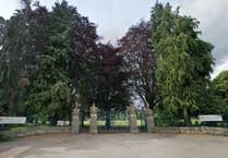 Landmark Bailey Park tree to be felled