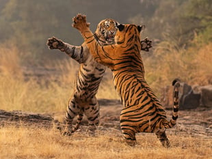 
It’s a wild life for award-winning photographer Andy Rouse! 
