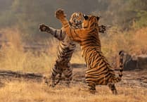 It’s a wild life for award-winning photographer Andy Rouse!