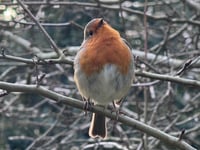 
Nothing said Winter like a Robin Redbreast! 
