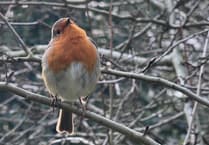 Nothing said Winter like a Robin Redbreast!
