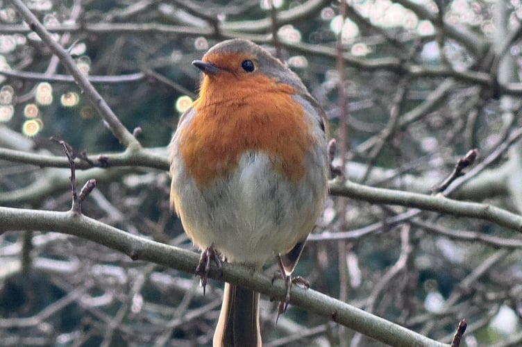 Robin