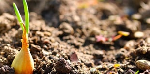 Powys garden waste collection opens