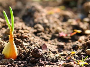Powys garden waste collection opens