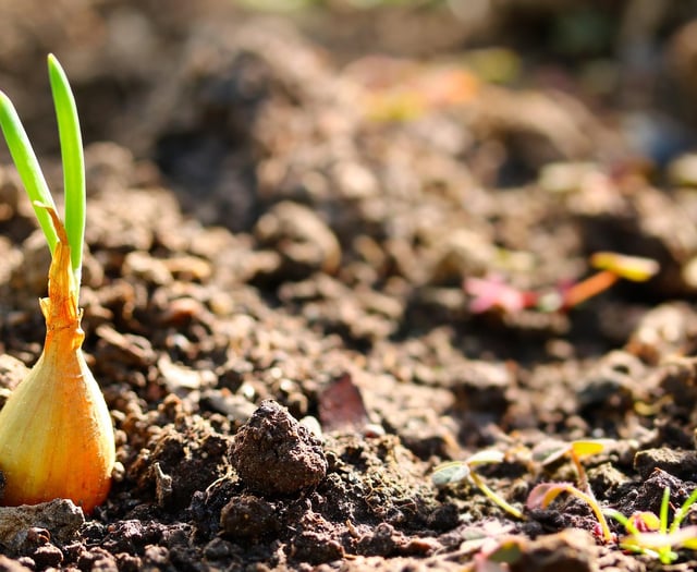 Powys garden waste collection opens