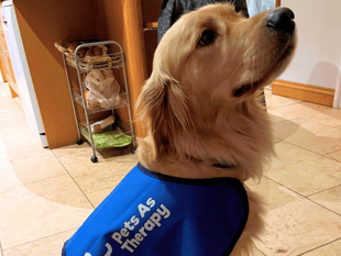 Therapy dog, Vanguard, set for weekly visits to primary school