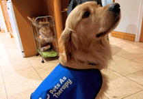 Therapy dog, Vanguard, set for weekly visits to primary school