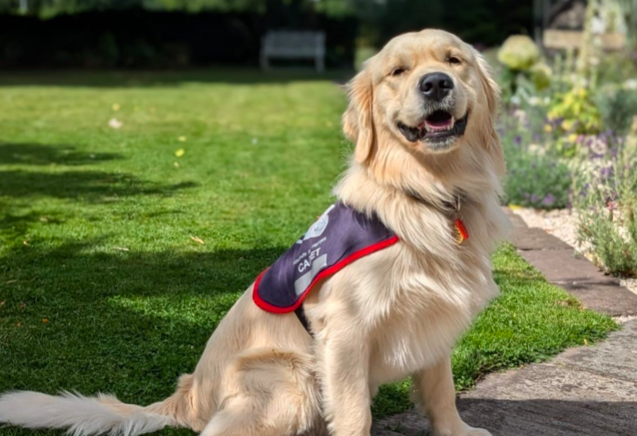Vanguard Crickhowell Therapy dog