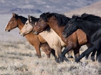 
Abergavenny man claims AI is no match for a wild horse and a prayer!
