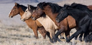 
Abergavenny man claims AI is no match for a wild horse and a prayer!
