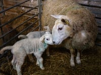 Pregnancy risks during lambing season  highlighted