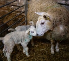 Pregnancy risks during lambing season  highlighted