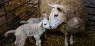 Pregnancy risks during lambing season  highlighted