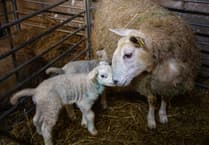 Pregnant? Stay Safe Around Sheep
