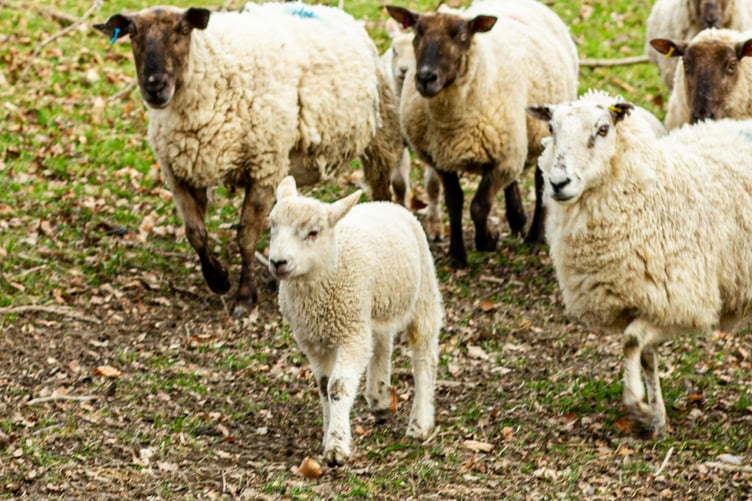 Health officials have warned of small but important risks from close contact with lambs and birthing areas during lambing season