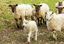 Public Health Wales urges families not to pick up lambs
