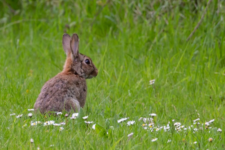 Wild rabbit