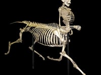 
Abergavenny man claims he met a real-life centaur 