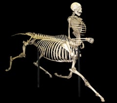 
Abergavenny man claims he met a real-life centaur 