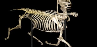 
Abergavenny man claims he met a real-life centaur 
